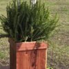 Cedar Planter - Image 3